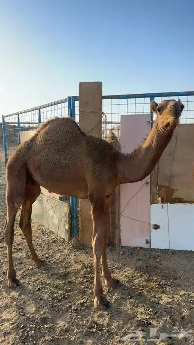 قعود مشروع فحل عمره 6شهور 2