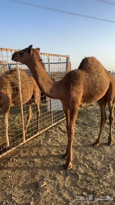 قعود مشروع فحل عمره 6شهور 0