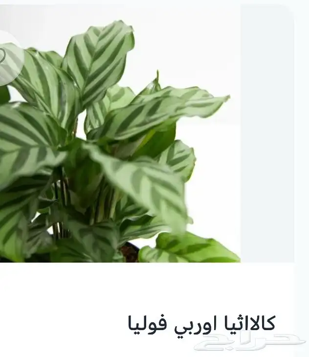 نباتات زينه 1