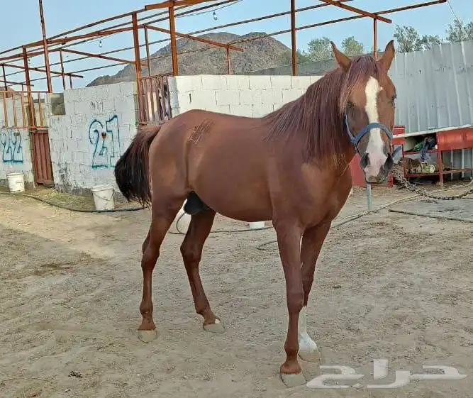 حصان شعبي جزيري من الجبرين 5