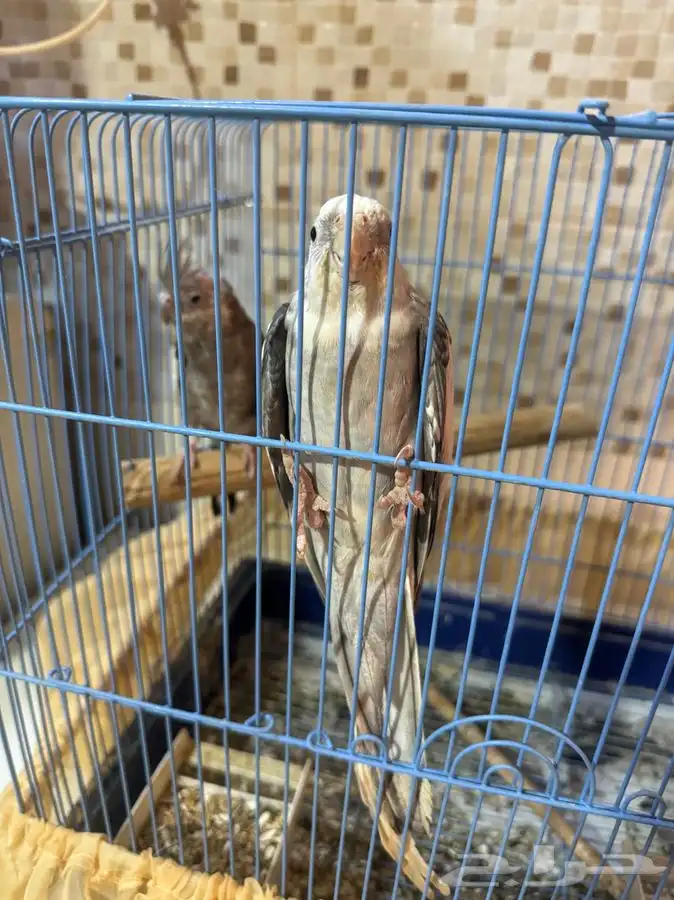 طيور كروان 0