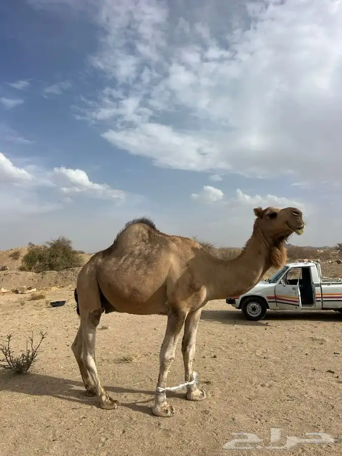 بعير احمر 2