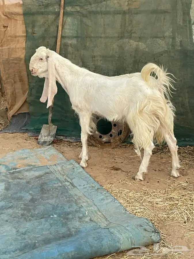 تيس للبيع 2