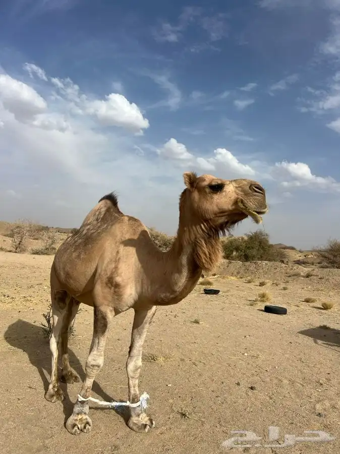 بعير احمر 1