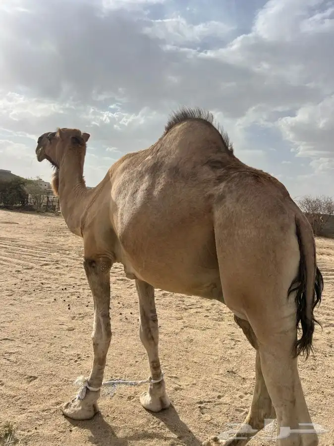 بعير احمر 0