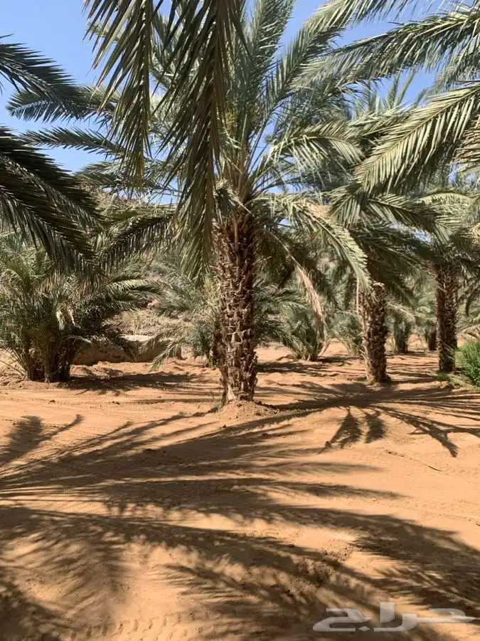 نخل 6