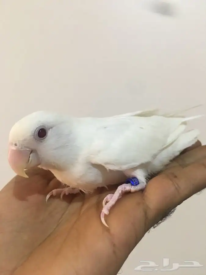 جوز ببغاء روز منتج 2