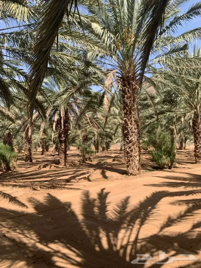 نخل 8