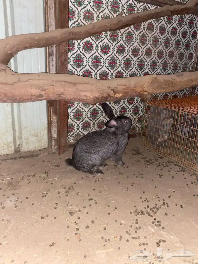 ارانب هولنديه 4