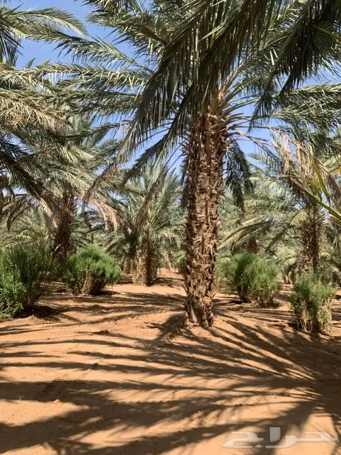 نخل 2