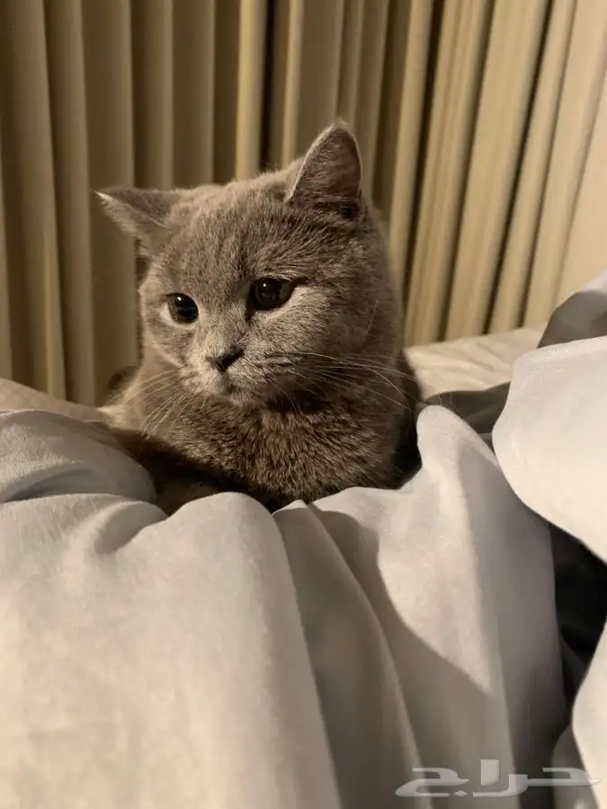 بزونات صغيره مع امهم سكوتش ستريت و ابوهم بلدي 3