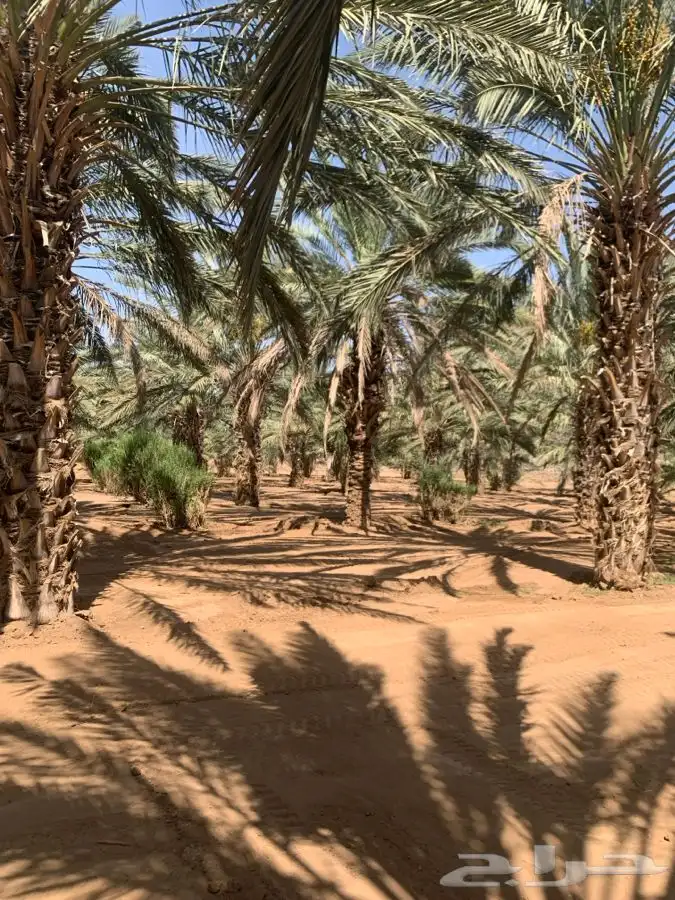 نخل 5