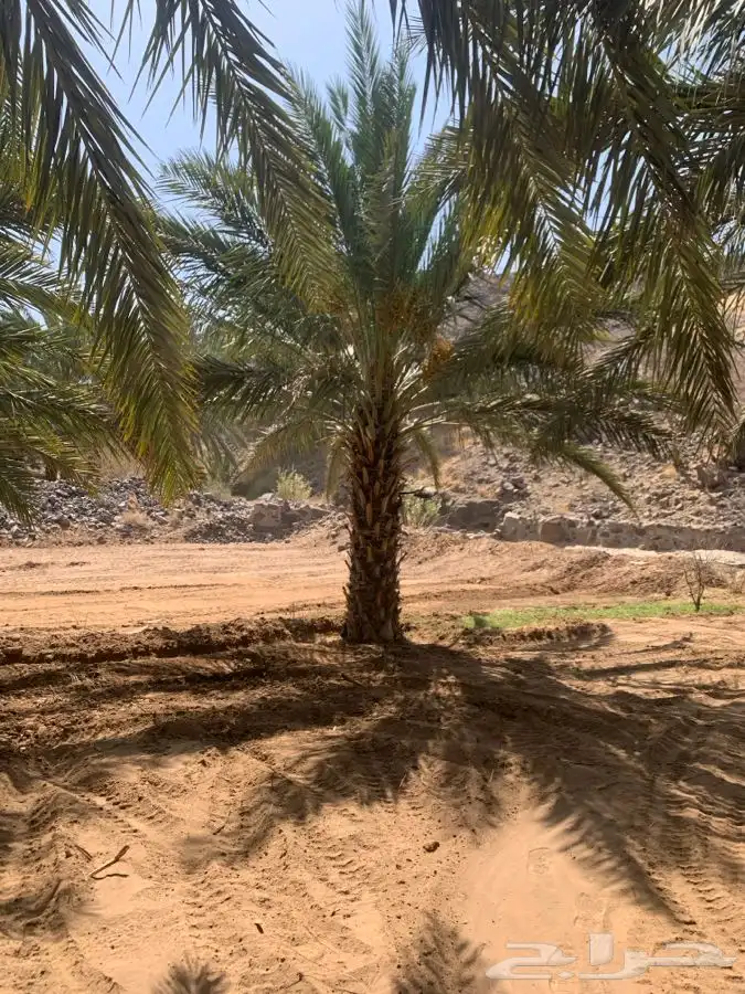 نخل 4