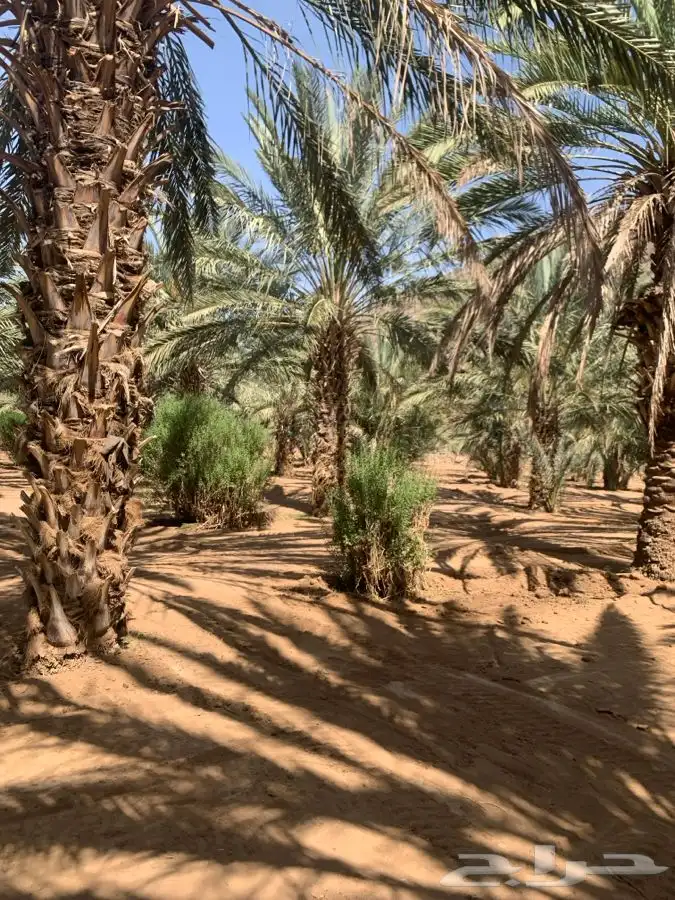نخل 0