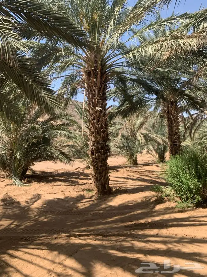 نخل 1