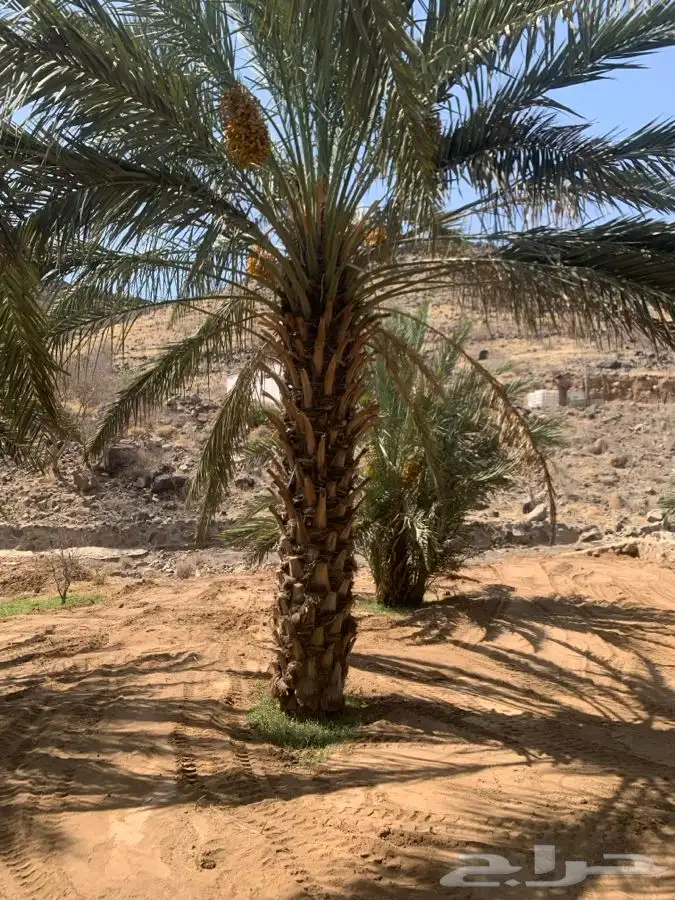 نخل 3