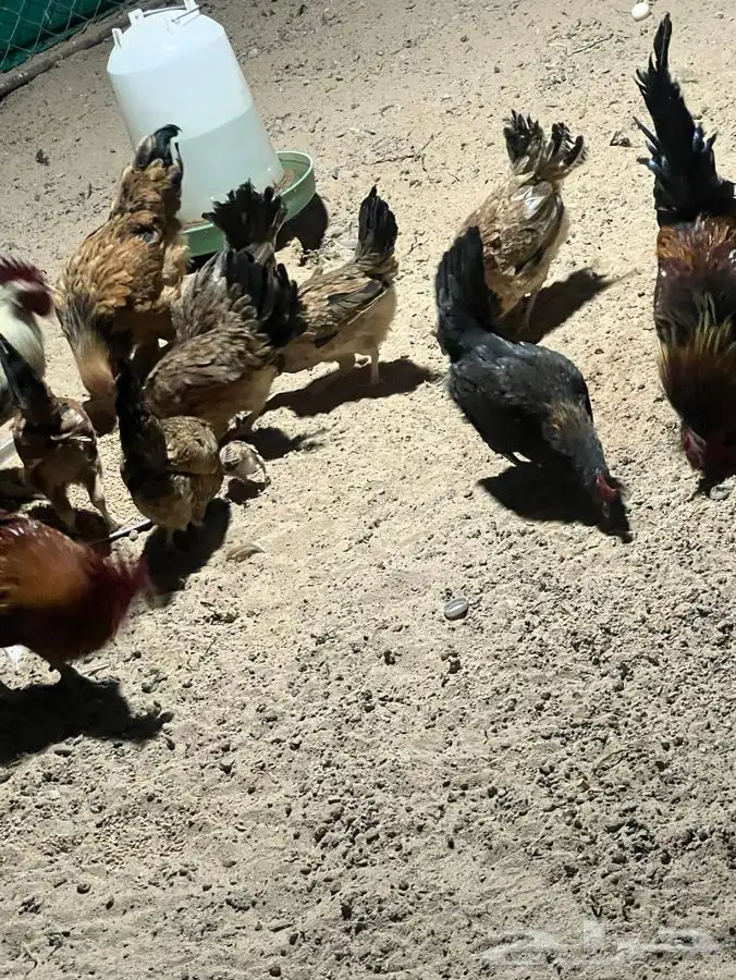 دجاج 2 براهما العدد 53 منتج 3