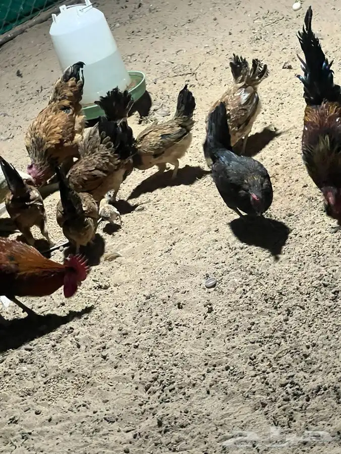 دجاج 2 براهما العدد 53 منتج 2