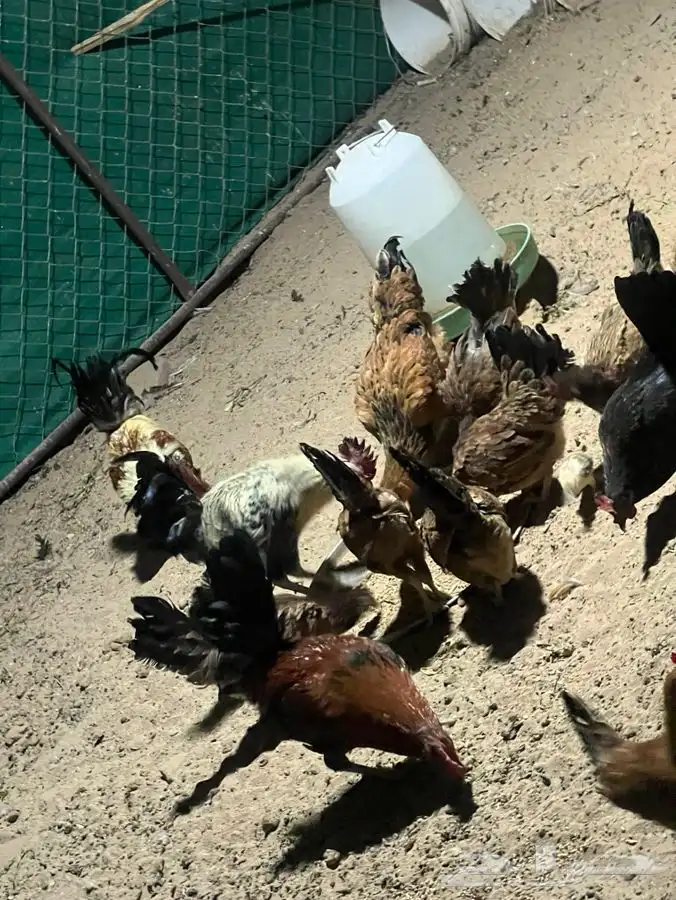 دجاج 2 براهما العدد 53 منتج 4