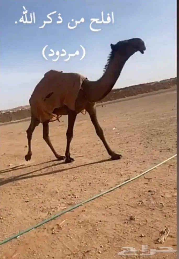 قعود دبياني كفو 0