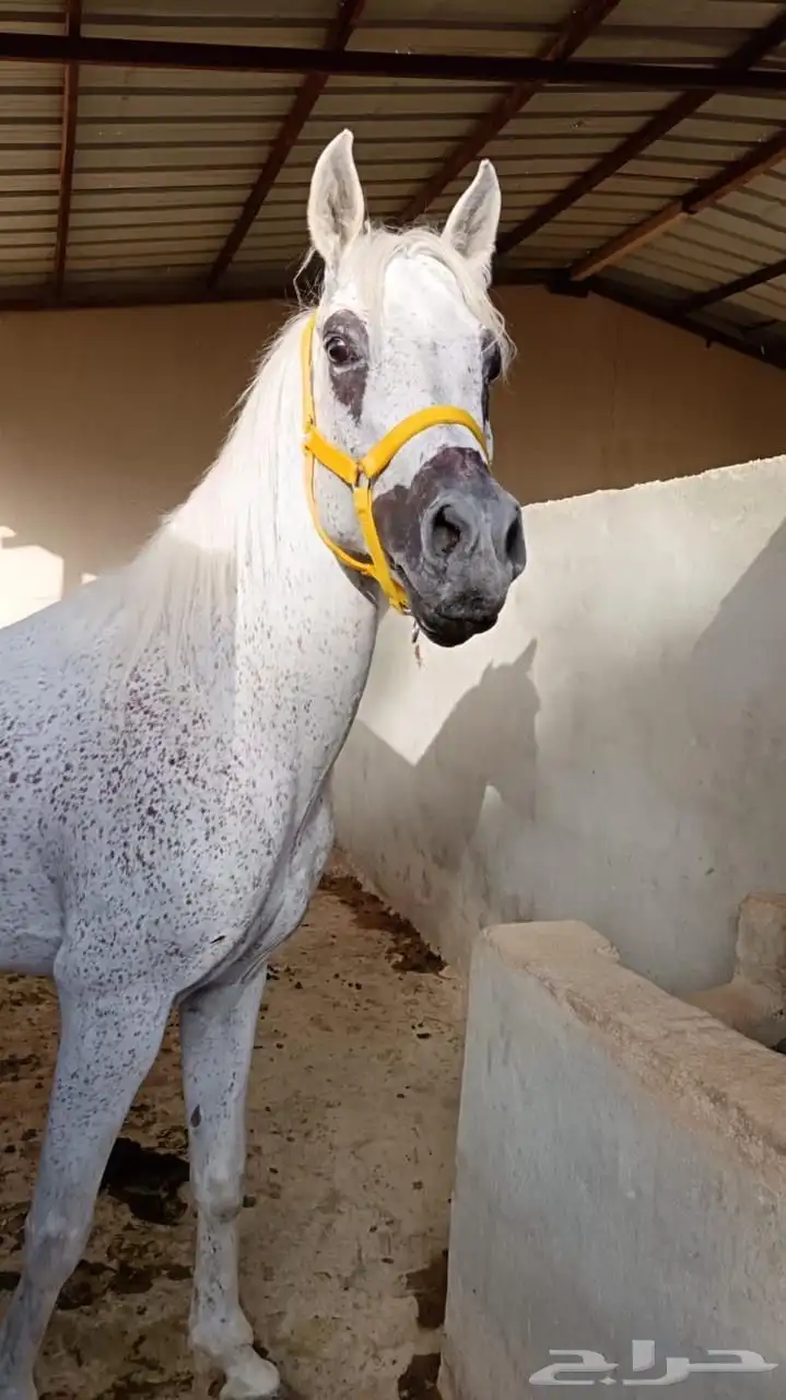 حصان عربي اصيل 2