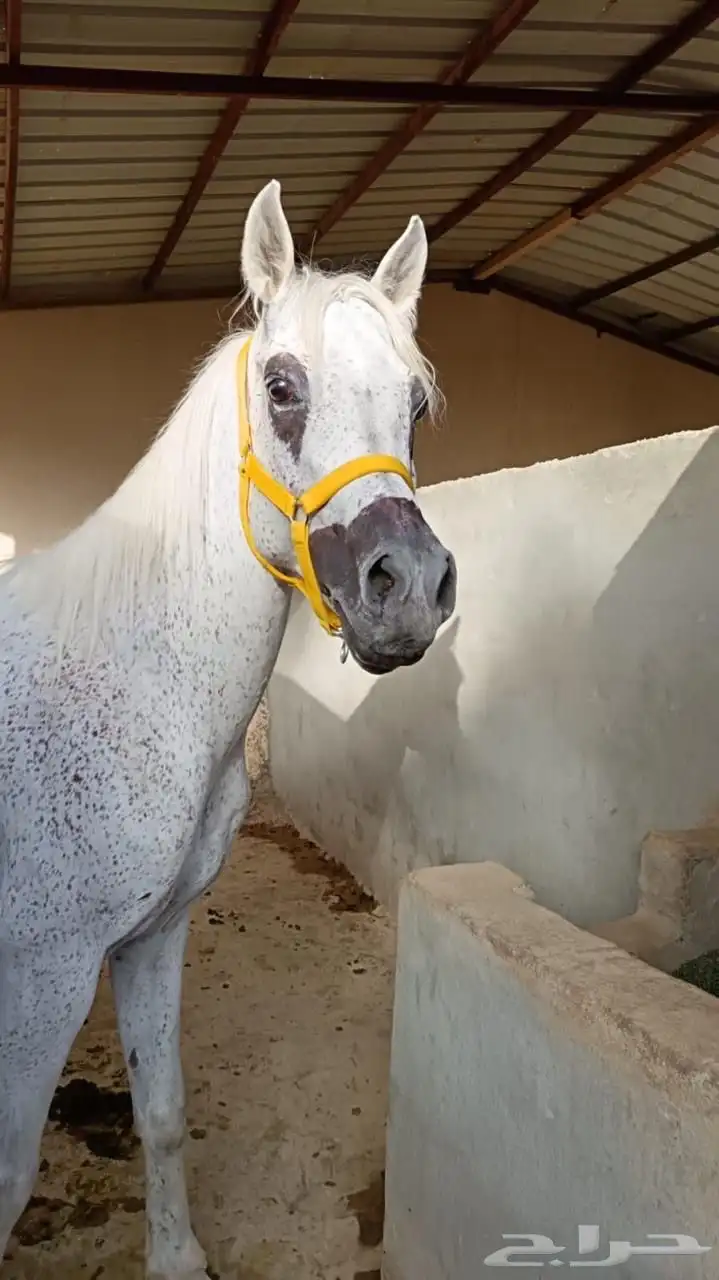 حصان عربي اصيل 1
