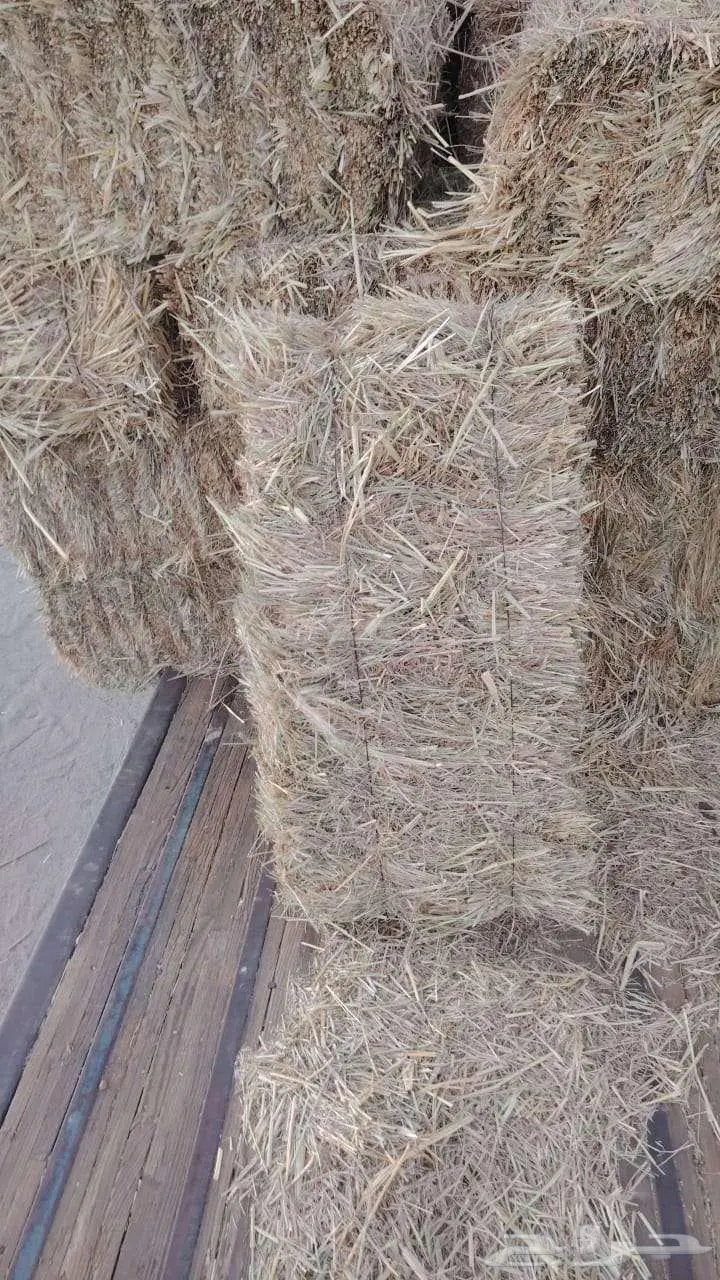 ذره تبوك جندير اعلاف 2