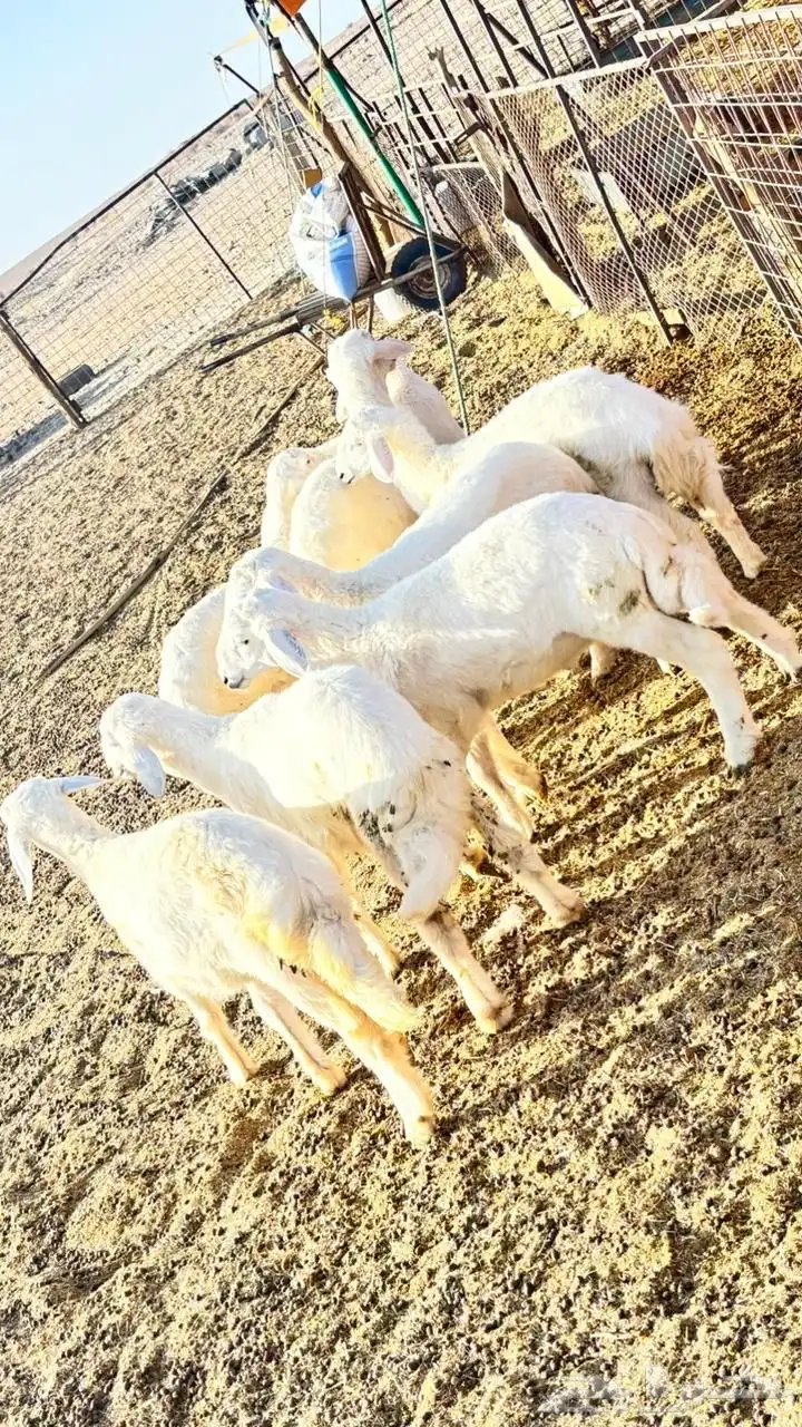 بهم تربيه 1