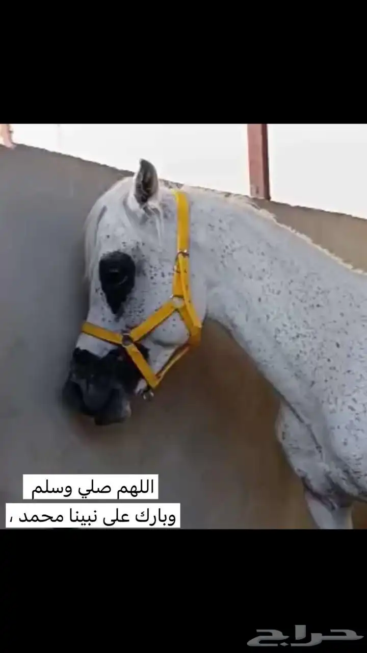 حصان عربي اصيل 3
