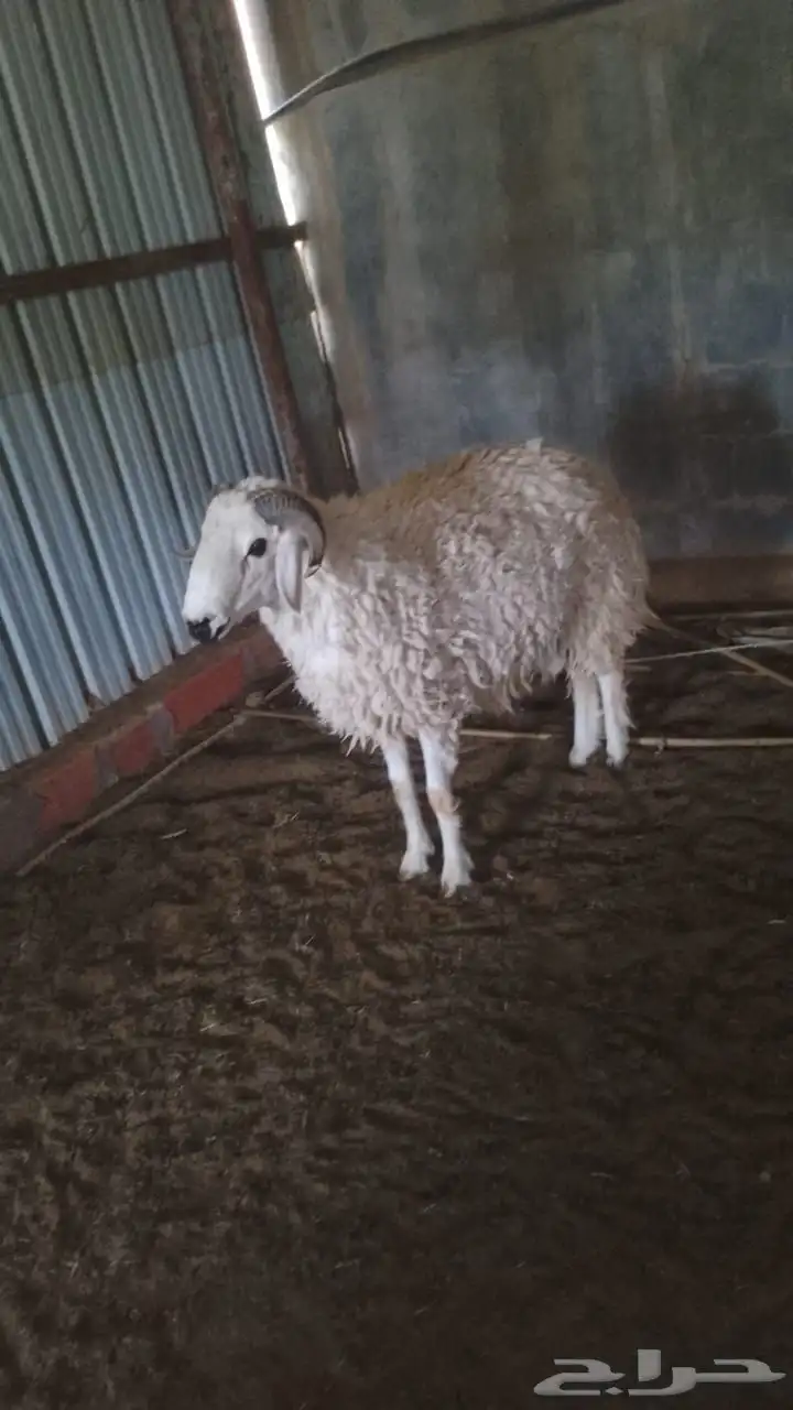 خروف حري ثني طيب شرط القريع 2
