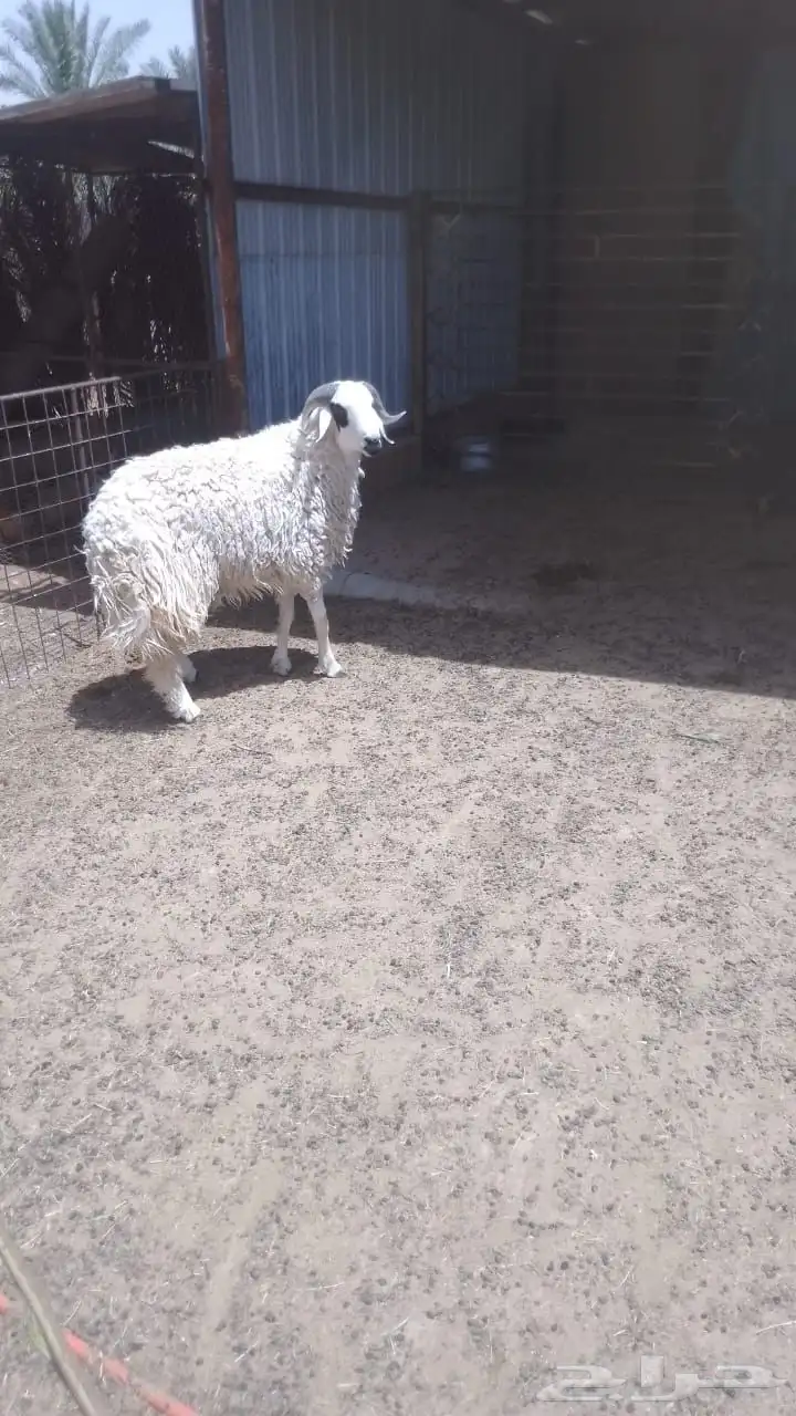 خروف حري ثني طيب شرط القريع 3