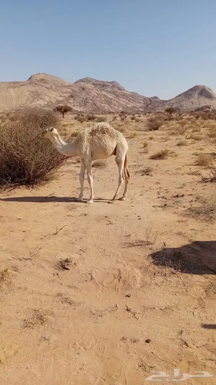 قعود للبيع الفديو بالواتس 0