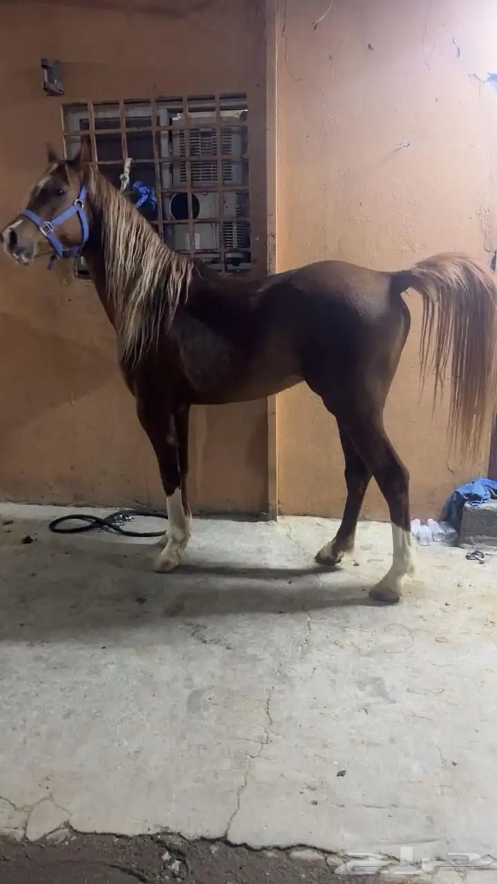حصان شعبي العمر 3 سنوات تقريبا  الأرتفاع 6 ونص 4