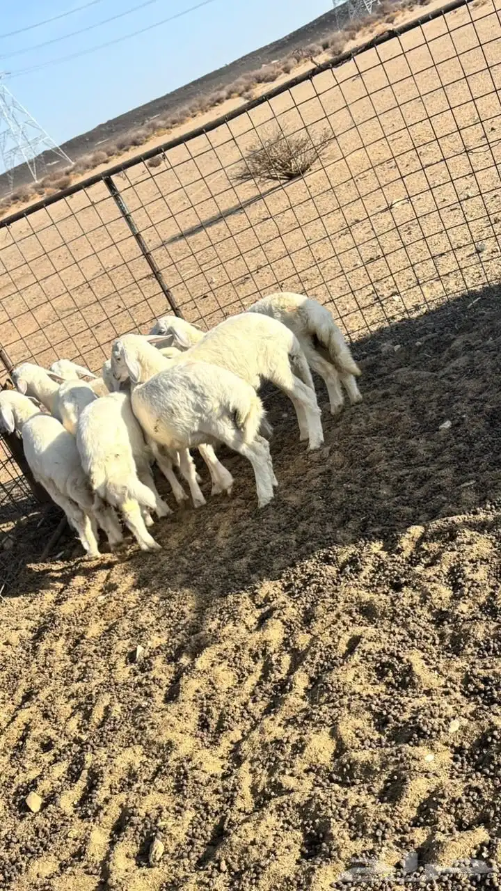 بهم تربيه 4