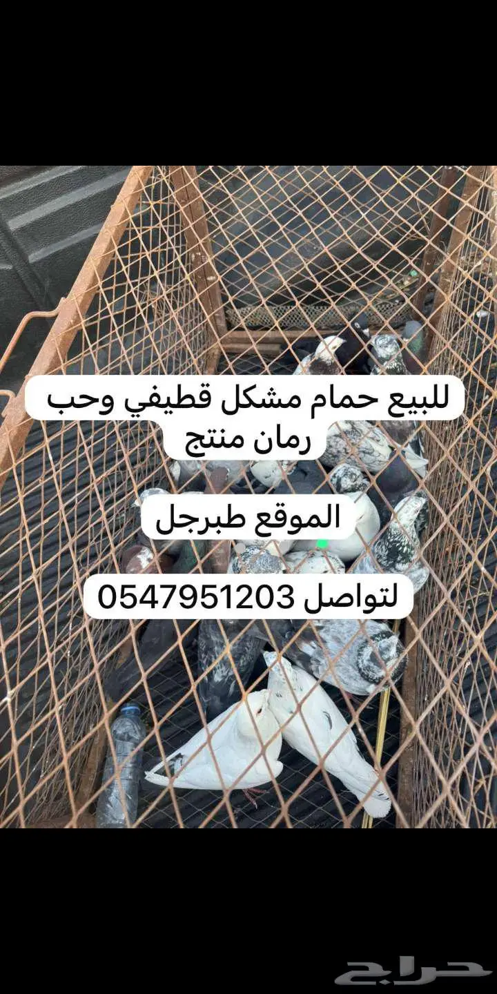 للبيع حمام قطيفي وحب رمان باكستاني شرط انتاج 0