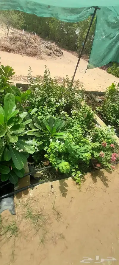 شتلات جهنميه وياسمين هندي 2