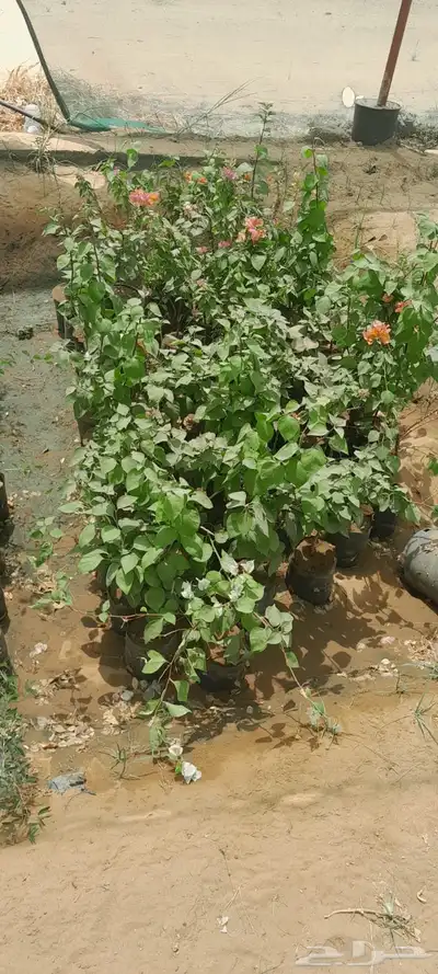 شتلات جهنميه وياسمين هندي 3