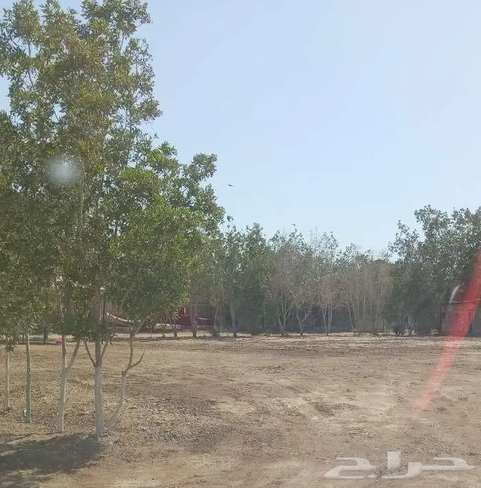 حوش للايجار 1