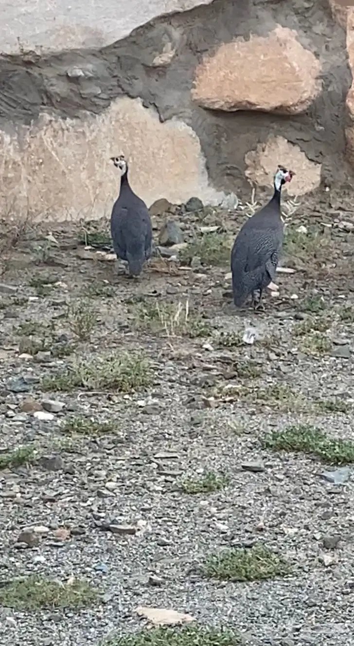 زوج حجل للبيع 3