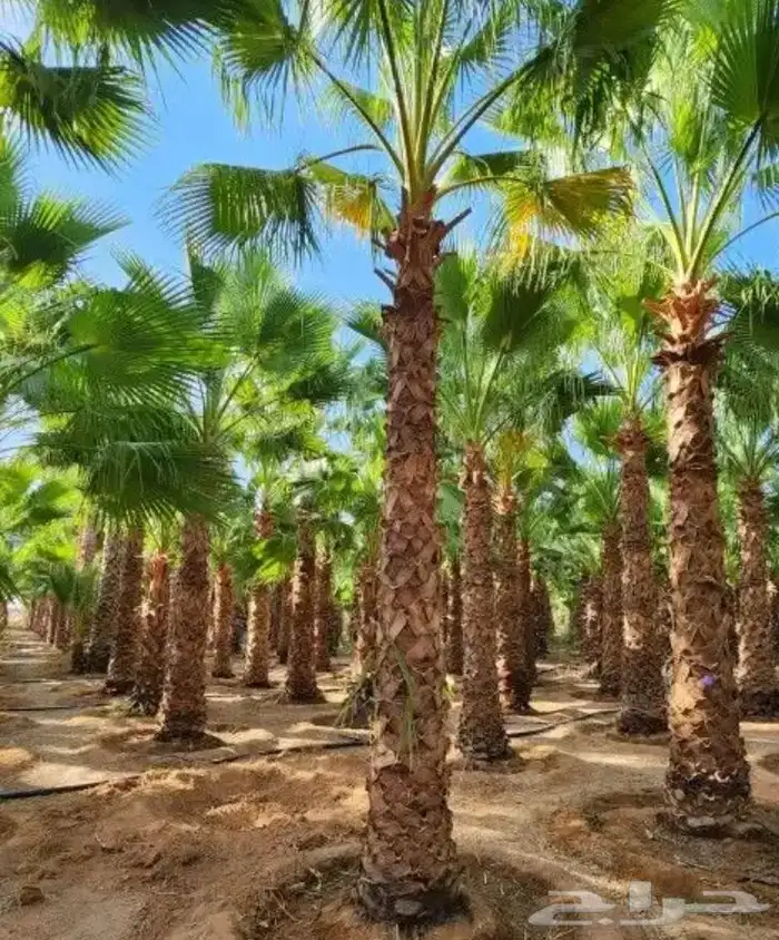 تنسيق الحدائق المنزلية 17