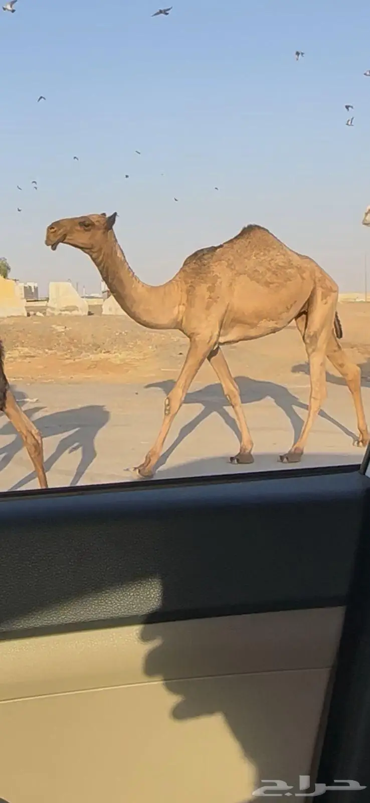 بكره صفراء دبيانيه 0