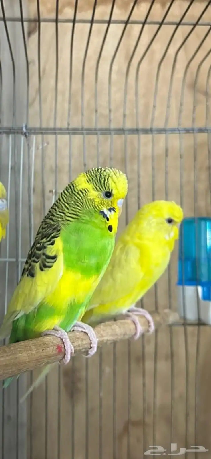 للبيع طيور بادجي مكس حجم طيب على الجهوزية 3