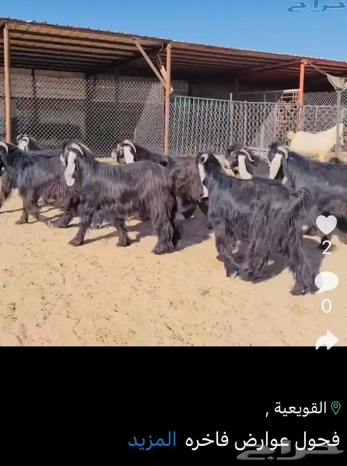 عروض العوارض رقم 2 حلال ابو حمدان الحبابي 35