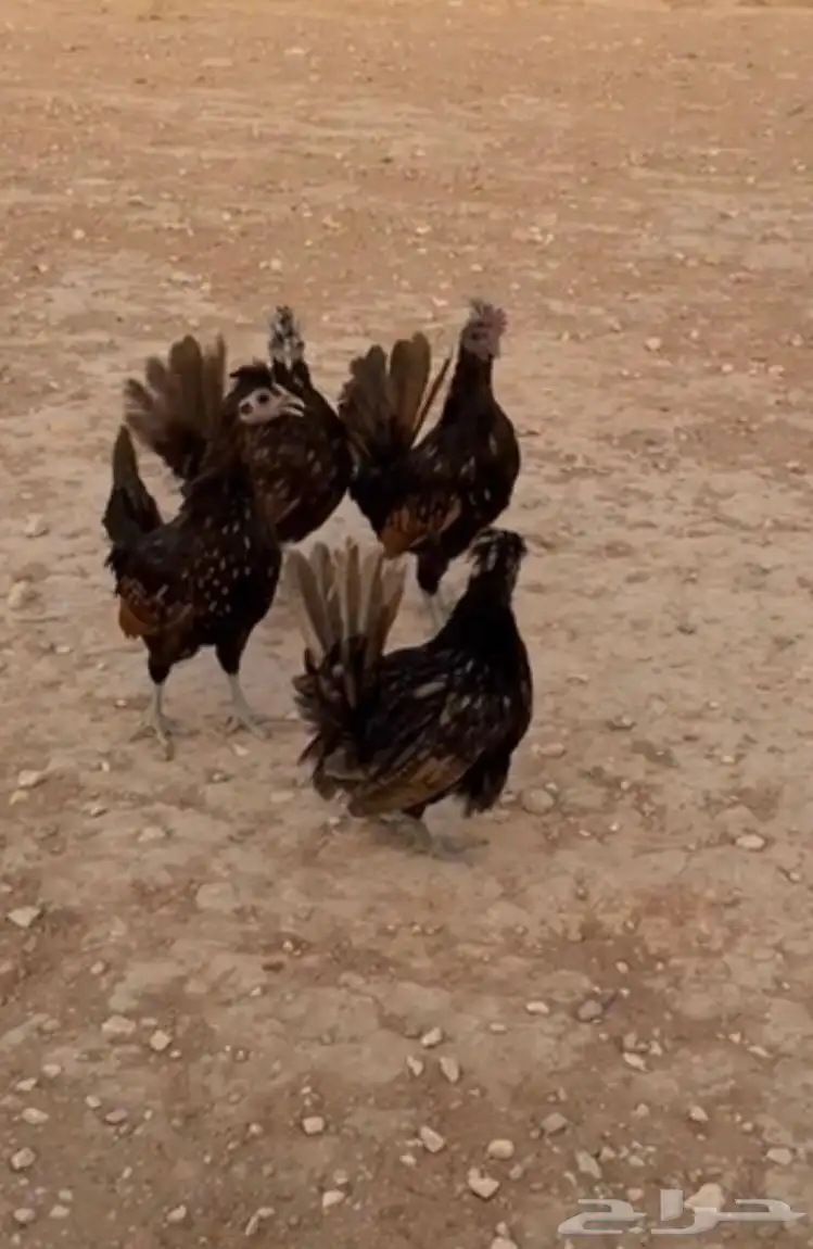 للبيع دجاج عربي مميز 3