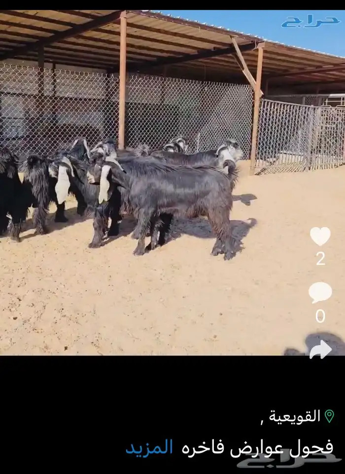 عروض العوارض رقم 2 حلال ابو حمدان الحبابي 34