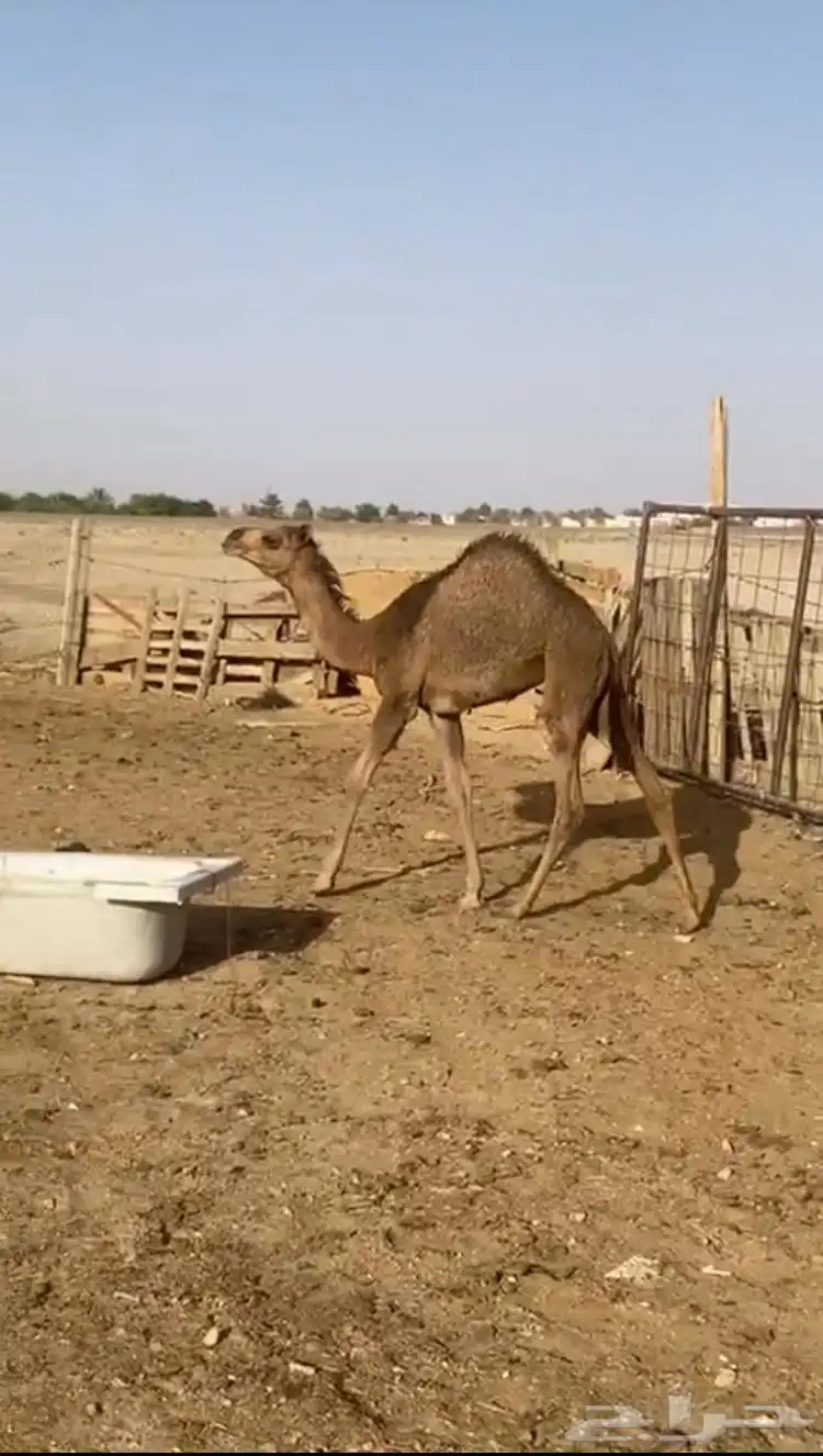 للبيع بكره عمره 5شهور. تحت امه حليب نقبل بدل في بكره 2