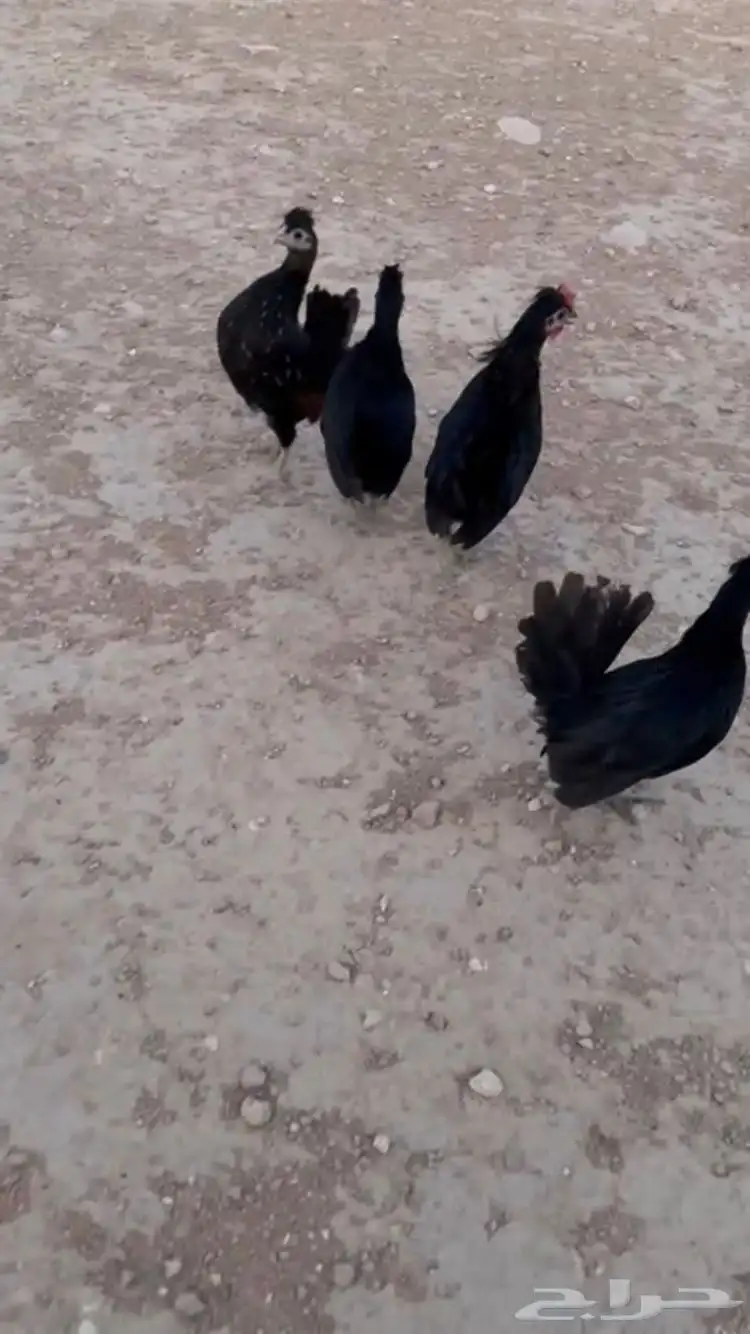 للبيع دجاج عربي مميز 1