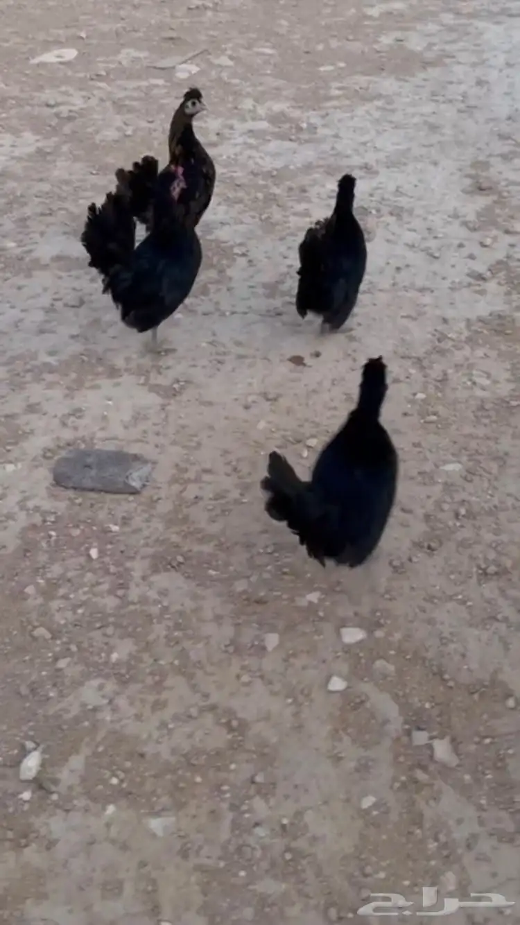 للبيع دجاج عربي مميز 0