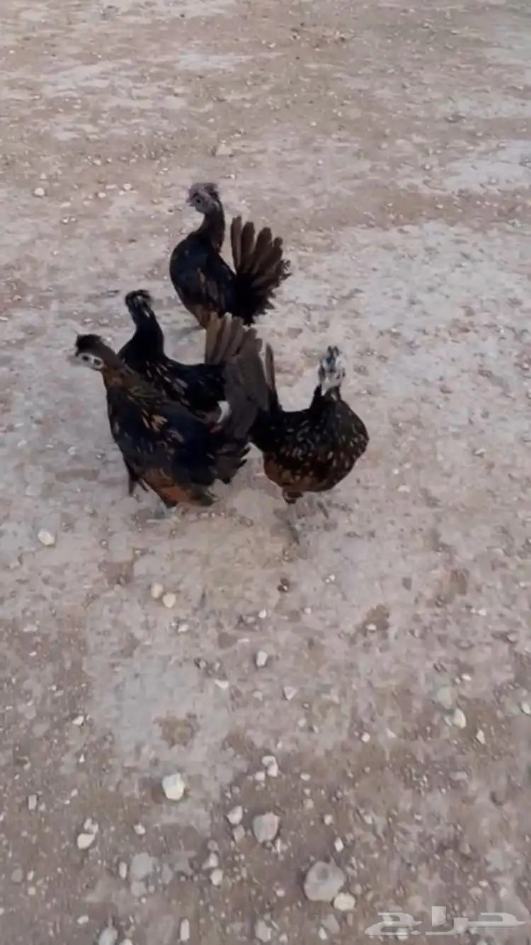 للبيع دجاج عربي مميز 2