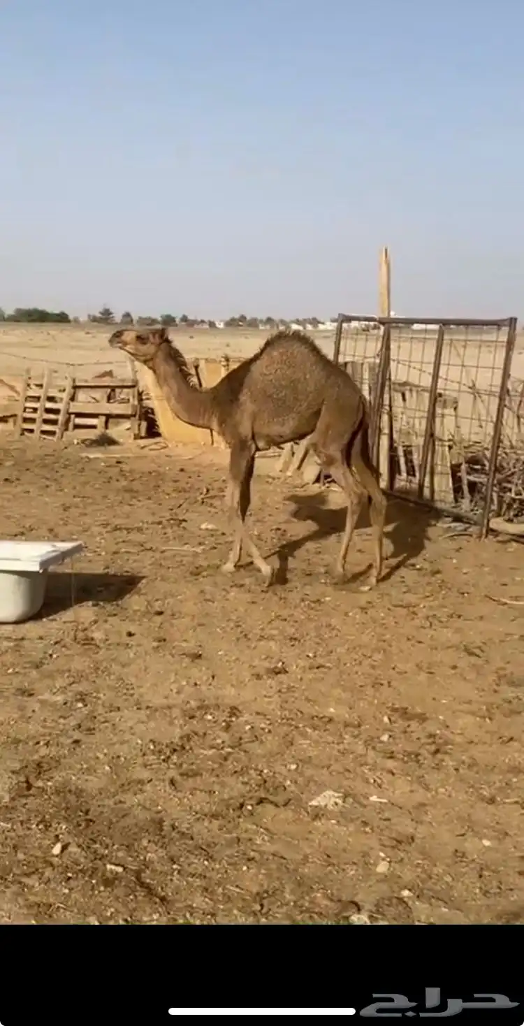للبيع بكره عمره 5شهور. تحت امه حليب نقبل بدل في بكره 0